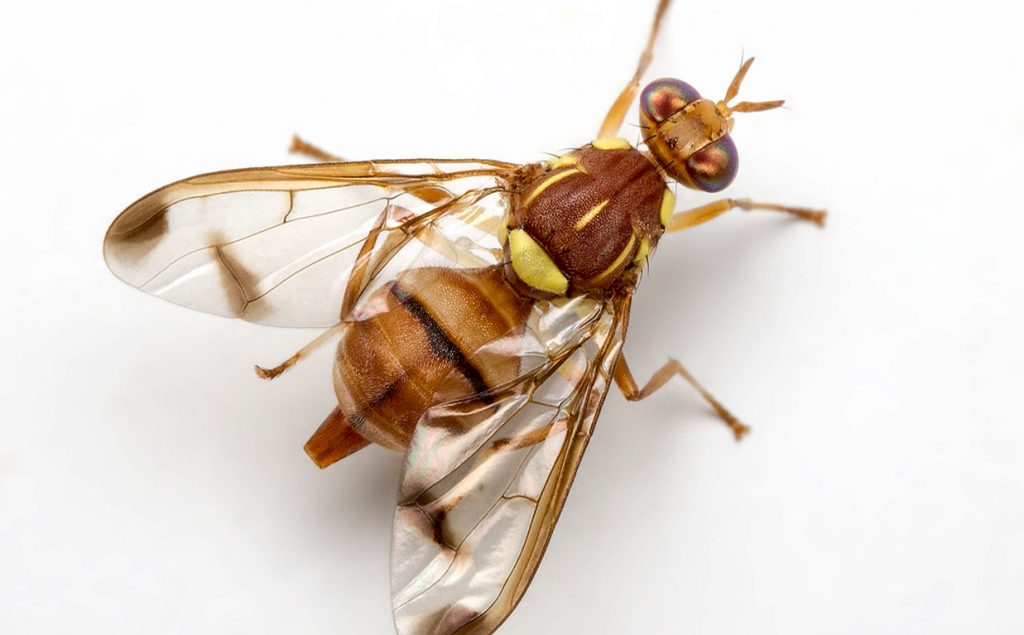 B cucurbiate