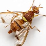 B cucurbiate