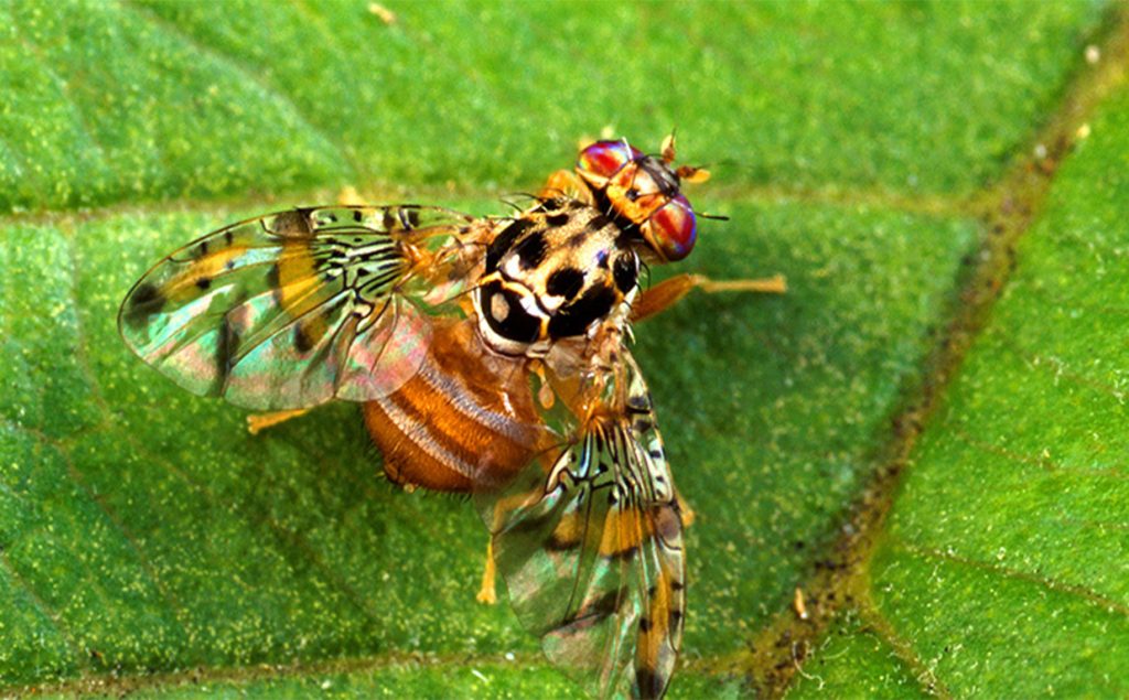Med Fly