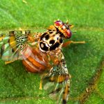 Med Fly